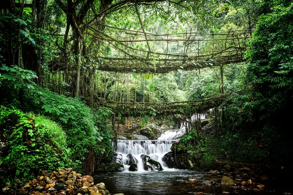 Day 3: Trek to Double Decker Living Root Bridge