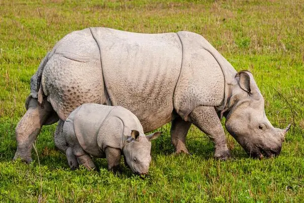 Day 2: Kaziranga Central Zone Safari & Orchid Park